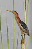 Least_Bittern_MG_0590 800.jpg