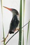 Least_Bittern_MG_9724 800.jpg