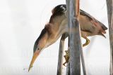 Least_Bittern_MG_9825_800.jpg