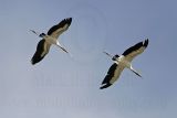 _MG_5118 800.jpg