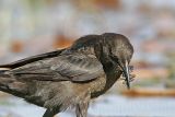 Great-tailed Grackle_5960_800.jpg