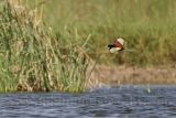 _MG_5996_Northern_Jacana.jpg