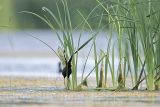 _MG_7082_Northern_Jacana.jpg