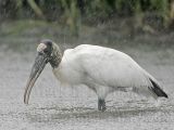 _MG_4430_Wood_stork.jpg