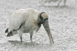 _MG_4550_Wood_stork.jpg