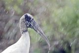 _MG_4772_Wood_stork.jpg