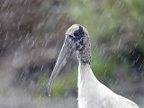 _MG_4932_Wood_stork.jpg
