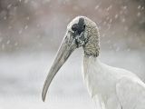 _MG_4952_Wood_stork.jpg