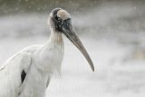 _MG_5003_Wood_stork.jpg