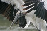 _MG_5323_Wood_stork.jpg