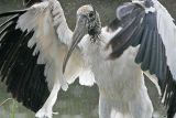 _MG_5326_Wood_stork.jpg
