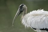 _MG_5547_Wood_stork.jpg