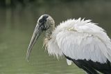 _MG_5611_Wood_stork.jpg