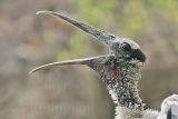 _MG_5780_Wood_stork.jpg