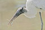 _MG_5851_Wood_stork.jpg