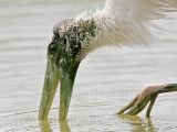_MG_5929_Wood_stork.jpg