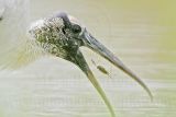 _MG_6096_Wood_stork.jpg