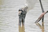 _MG_6109_Wood_stork.jpg