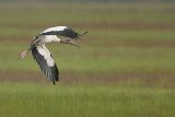 _MG_6553_Wood_stork.jpg