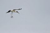_MG_6661_Wood_stork.jpg