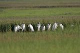_MG_6986_Wood_stork.jpg