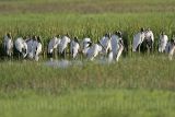 _MG_7023_Wood_stork.jpg