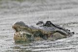 _MG_5020_American_alligator.jpg