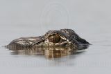 _MG_6863_American_alligator.jpg