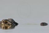 _MG_6915_American_alligator.jpg