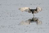 _MG_4069_Black Tern.jpg