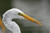 _MG_4290_Great Egret.jpg