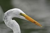 _MG_4291_Great Egret.jpg