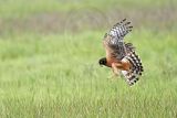 _MG_6671_Northern_harrier.jpg