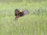 _MG_6718_Northern_harrier.jpg