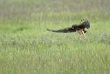 _MG_6719_Northern_harrier.jpg