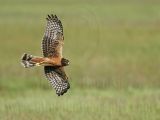 _MG_7001_Northern_harrier.jpg