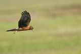 _MG_7014_Northern_harrier.jpg