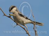 3687443_Loggerhead_Shrike.jpg