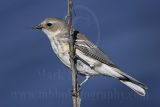 4146611_Yellow-rumped_Warbler.jpg