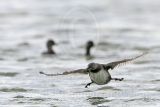 3876638-Least Grebe.jpg