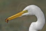 4018571-Great Egret.jpg