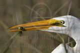 4146539-Great Egret.jpg