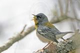 4266373-Northern Parula.jpg