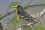 4266375-Northern Parula.jpg