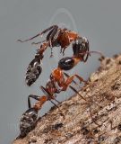 4067472-Pseudomyrmex gracilis.jpg