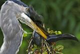 _MG_7592_Great_Blue_Heron.jpg