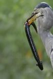_MG_7781_Great_Blue_Heron.jpg