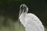 _MG_5806_Wood_stork..jpg