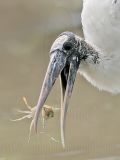 _MG_5854_Wood_stork..jpg