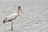 _MG_6342_Wood_stork..jpg